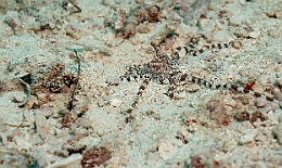 Sipadan_2015_Pieuvre Wunderpus_Wunderpus photogenicus_IMG_2451_rc